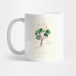 Common Wood-sorrel - Botanical Illustration Mug